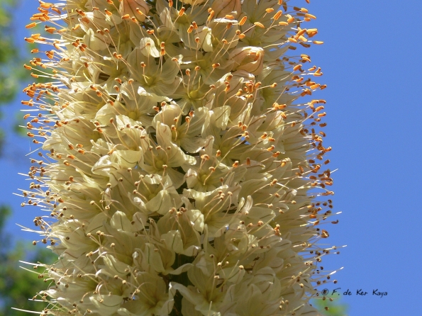 Bois des Moutiers (78) Juin 2012